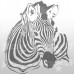 Zebra 58x66 cm