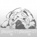 Bulldog 86x50 cm